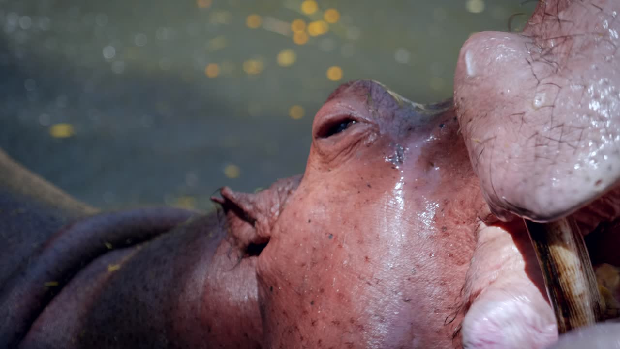 Close-Up of a Hippopotamus Eating and Drinking in a Pond in Captivity at the Chiang Mai Zoo in Chiang Mai, Thailand