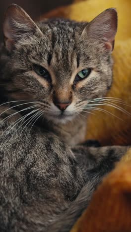 el gato somnoliento.