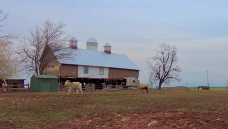 a view of ponies, a goat and a llama playing in a field on a spring day