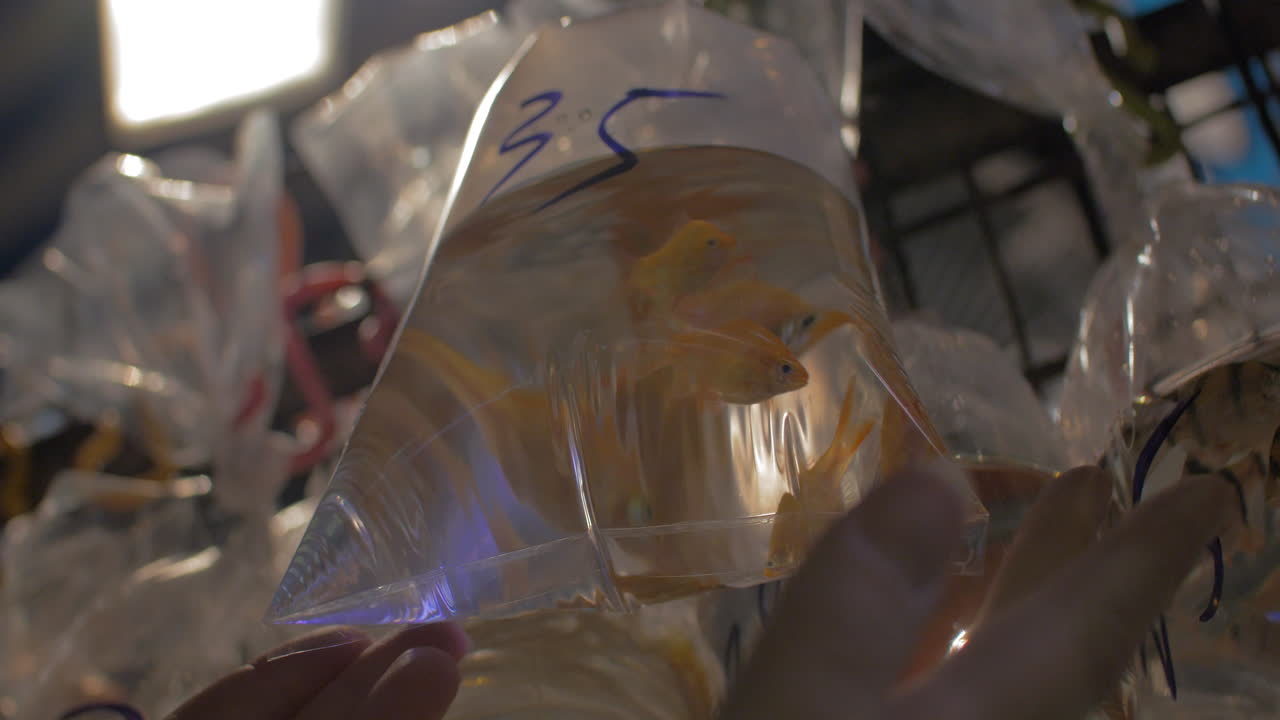 물 을 담은 투명 한 가방 에 금고기 가 수영 하고 있다