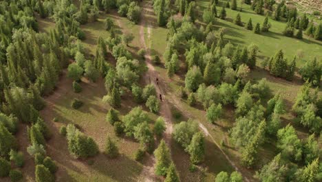 cabalgando a caballo por los bosques.