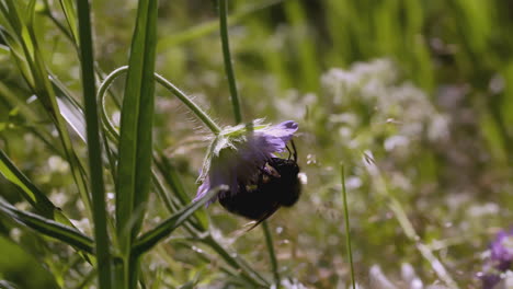 bumblebee on a purple flower