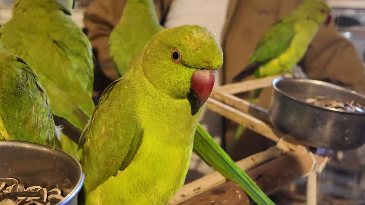 Green Parrots in a Cage