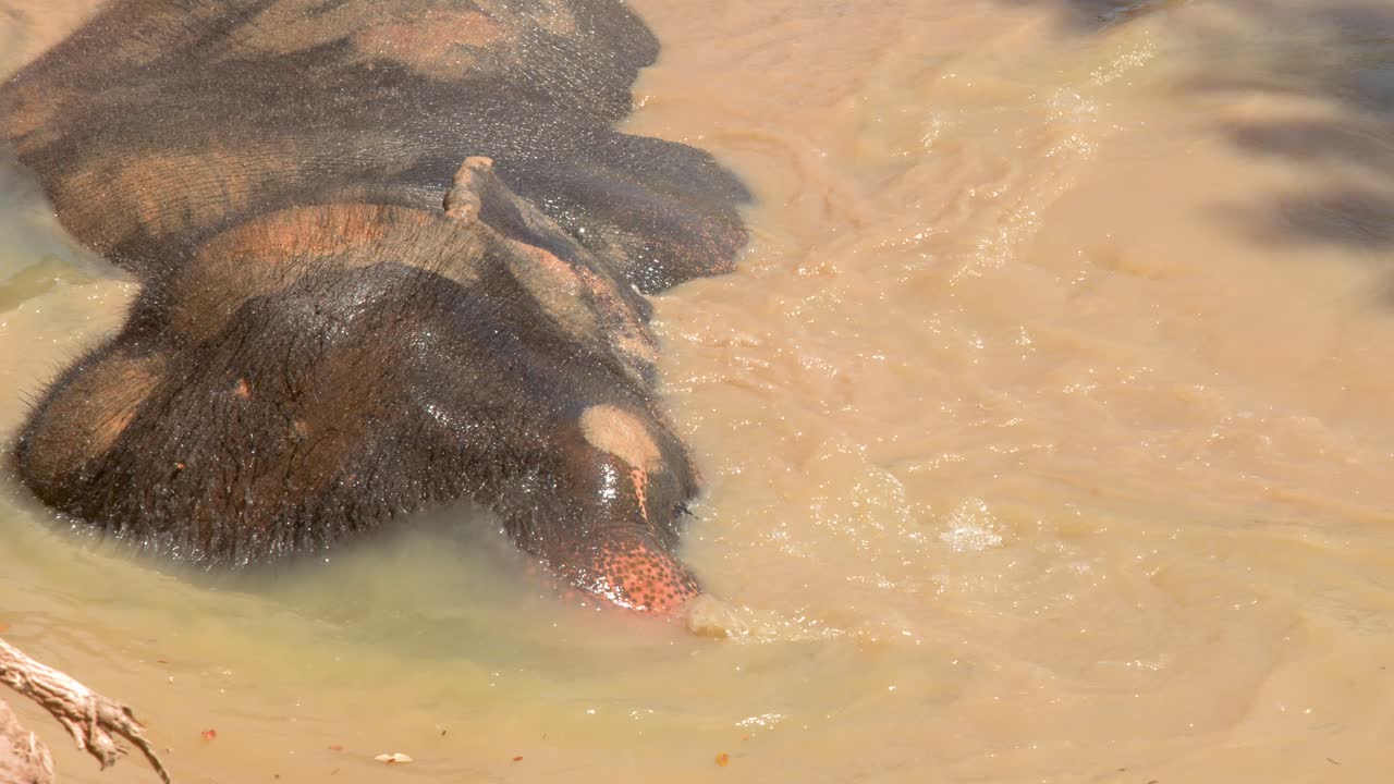 Primo piano di un elefante asiatico che si immerge e gioca in un fiume fangoso in Thailandia