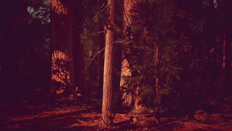 árbol-Secoya-En-El-Parque-Nacional-De-Yosemite