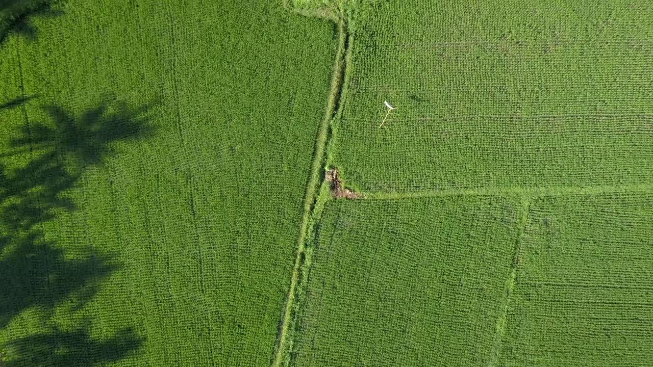 발리의 아름다운 논