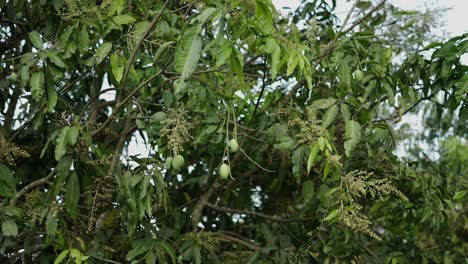 unripe mangoes and blossoms on a mango tree