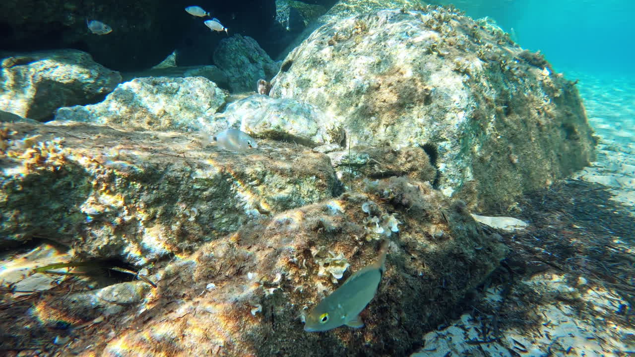 Swimming fishes on the bottom of the Aegean sea near the rocks, visible through the blue water, refraction of light. Greece
