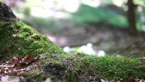 moss part in forest