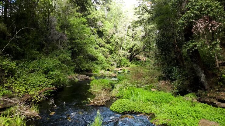 Un recorrido por un bosque para llegar a los Ojos del Caburgua en el sur de Chile - toma de dron.