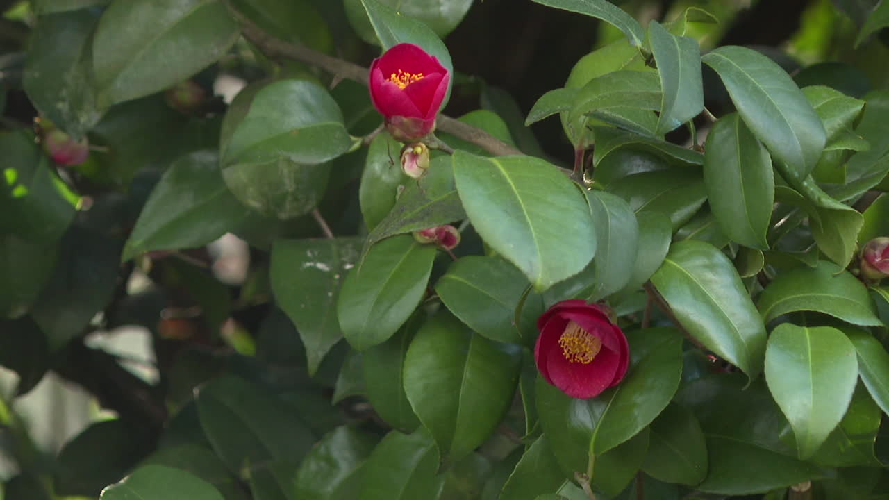 Red Camellia Flowers in Bloom