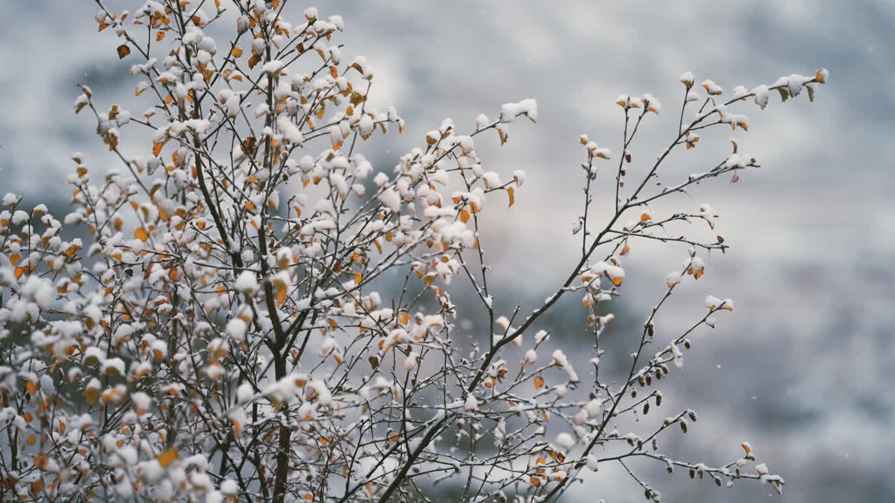 자작나무 가지에 첫눈이 천천히 내린다.