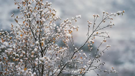 La-Primera-Nieve-Cae-Lentamente-Sobre-Las-Ramas-Del-Abedul