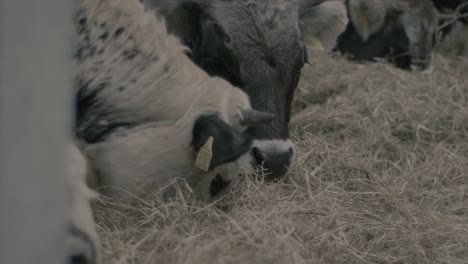 Nahaufnahme-Von-Milchkühen,-Die-Heu-In-Einer-Scheune-Auf-Einer-Ranch-Fressen