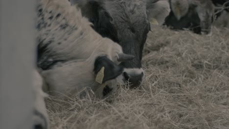 close up on dairy cows eating hay in a barn on ranch