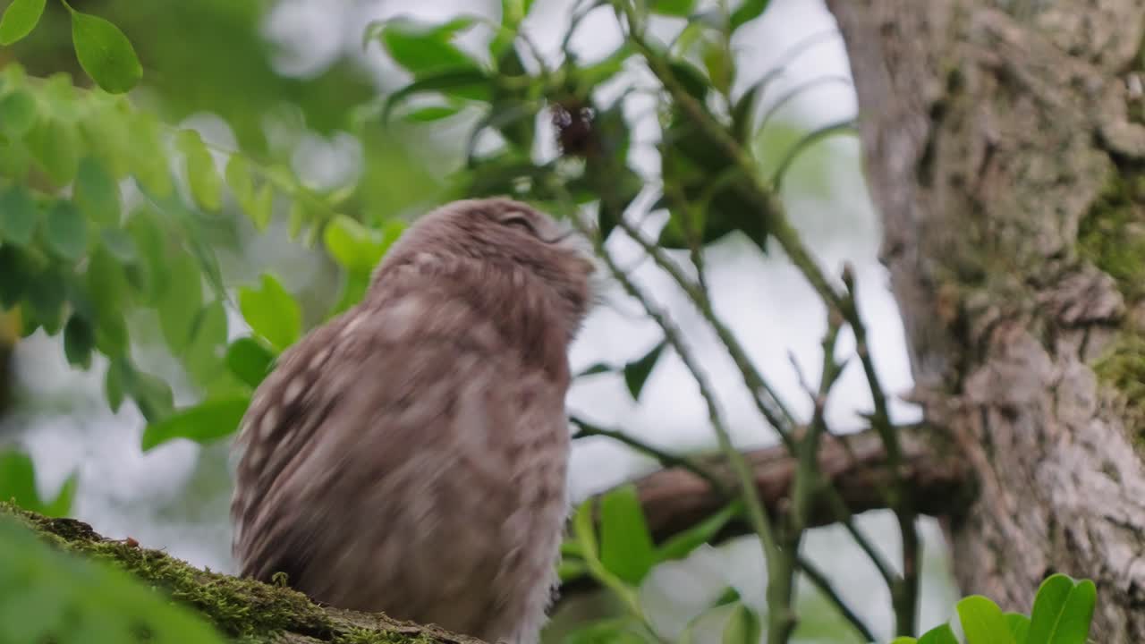 pequeño búho joven posado en la cabeza móvil del árbol antes de volar