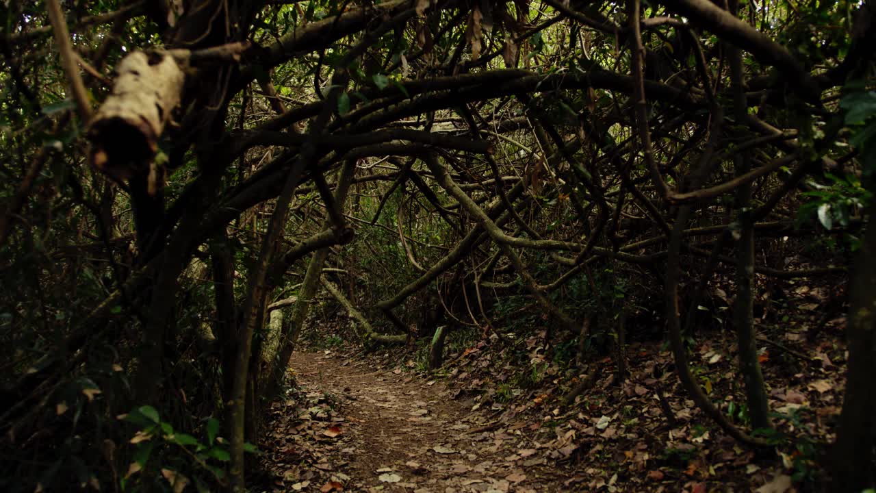 무성한 식물의 터널을 통해 축축하고 어두운 숲길을 걷는다