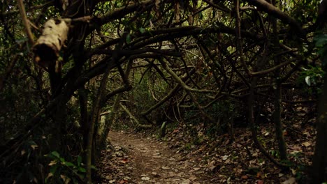 Caminando-Por-Un-Sendero-Forestal-Húmedo-Y-Oscuro-A-Través-De-Un-Túnel-De-Vegetación-Cubierta