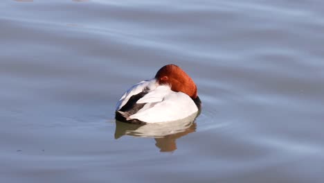 a single duck glides gently on calm water