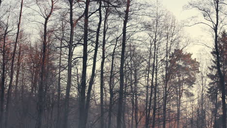 autumn forest. dark tree trunks. cold weather. gloomy forest in winter