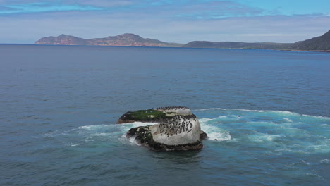 gulls and cormorants on a rock in the ocean south africa aerial sunny day