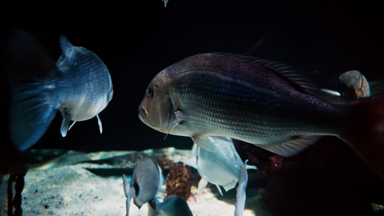 Close up of a Gilt-head bream fish swimming near coral reefs