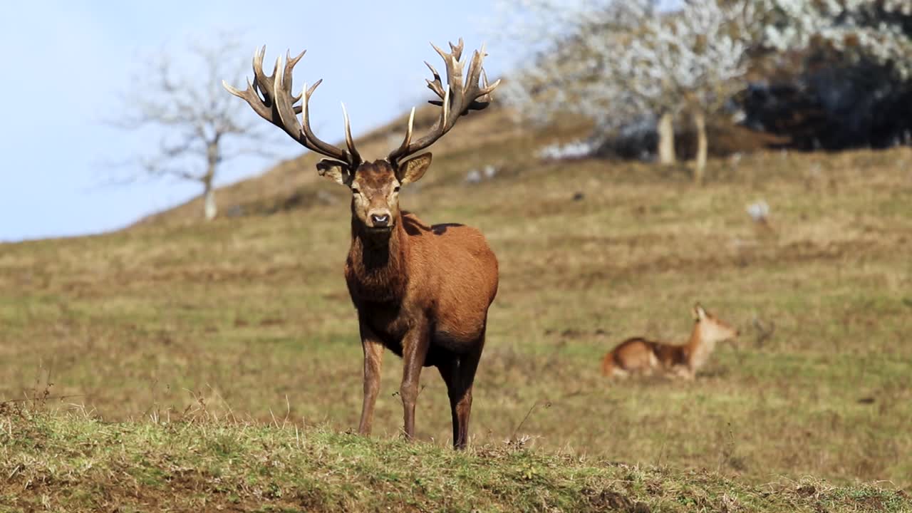 un fotogénico macho de ciervo rojo con hermosas astas, posando en un ambiente rural con ciervos borrosos en el fondo, retrato, concepto de conservación