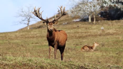 a photogenic red deer male with beautiful antlers, posing in a countryside environment with doe deer blurred in the background, portrait shot, conservation concept