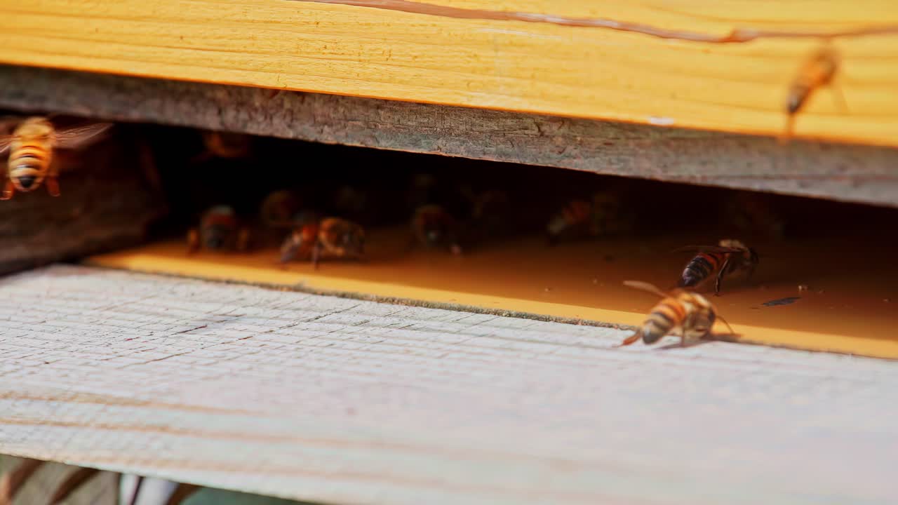 Macro al rallentatore di api che si posano su un alveare di legno e strisciano all'interno dell'entrata
