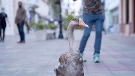 close-up on motionless goose at calle el conde at santo domingo