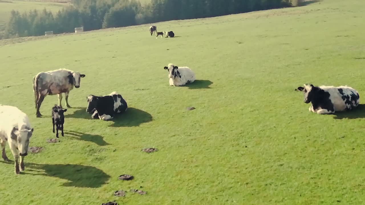 paso lento a través de un rebaño de vacas pastando en pastos en un exuberante campo verde en el norte de gales, reino unido