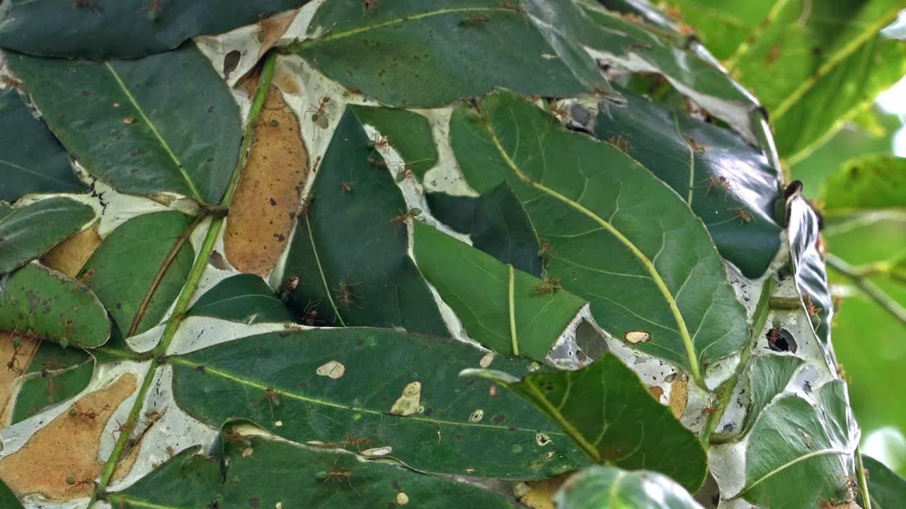 un nido de hormigas de árbol verde repleto de hormigas de árbol verde