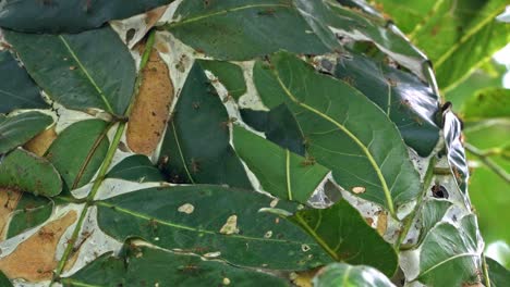 a green tree ant nest swarming with green tree ants