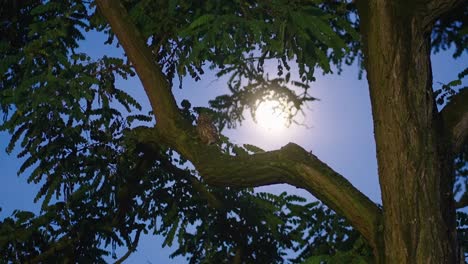 pequeño búho posado en la rama de un árbol contra el cielo iluminado por la luna
