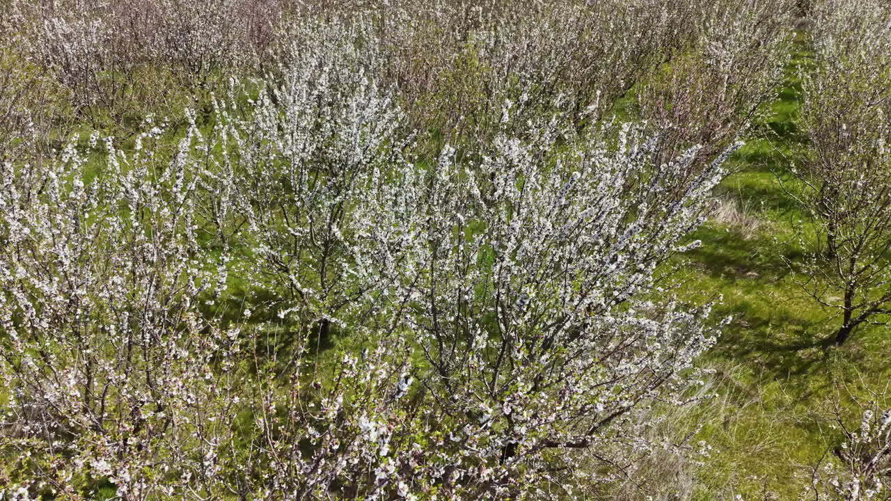 Alberi in fiore riempiono il paesaggio in un campo in primavera, con fiori che coprono i rami ed erba verde sotto gli alberi.