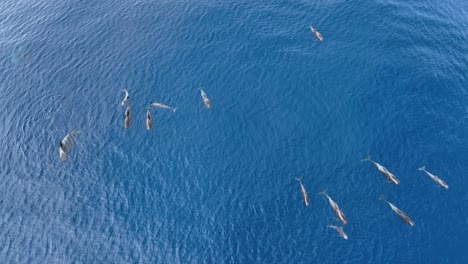 whale watching a pod of pilot whales with calves aerial view