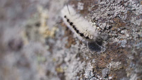 Fuzzy-Raupe-Kriecht-Auf-Moosigem-Felsen-Aus-Nächster-Nähe,-Makro