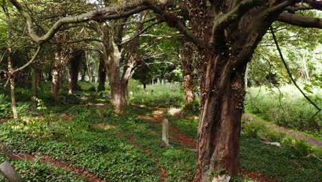 Drone-shot-creeps-slowly-between-the-old-trees-in-an-ancient-overgrown-cemetery,-under-dappled-sunlight