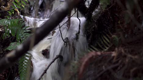 Cerca-Del-Agua-Del-Arroyo-Del-Bosque