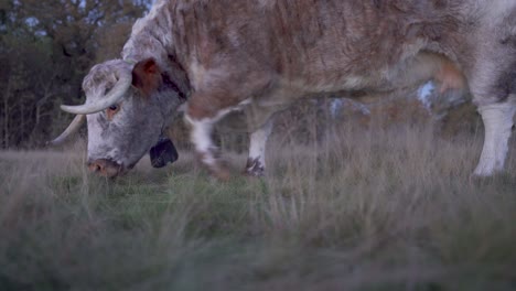 english longhorn cow wearing a cow bell and grazing in wanstead park