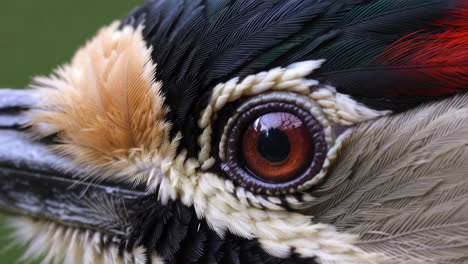 close-up of a bird's eye and feathers