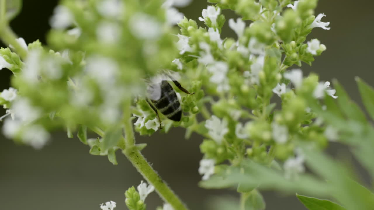 Bee on Oregano Flower