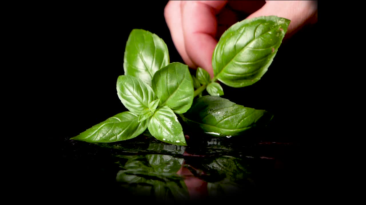 toma en cámara lenta de una mano agarrando una planta de albahaca fresca en un estudio con fondo negro