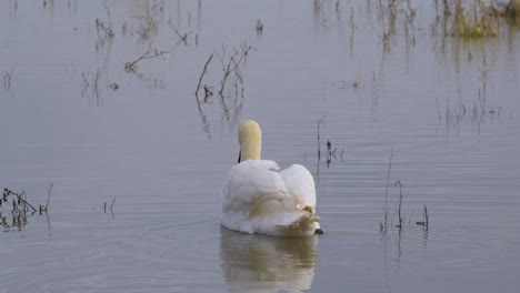 Weißer-Schwan-Auf-Ruhigen-Auengewässern,-Wasservögel-Genießen-Die-Nasse-Winterlandschaft-In-Großbritannien