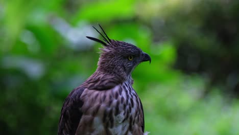 mirando por encima del hombro izquierdo y luego gira la cabeza hacia la izquierda, el águila halcón de pinsker nisaetus pinskeri, filipinas