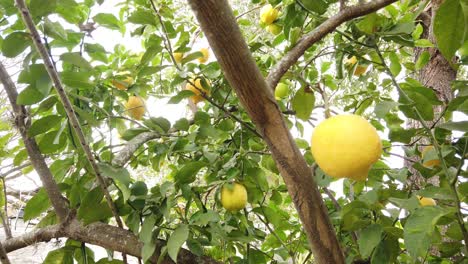 close up shot of an organic citric tree fruit lemon near branches, green leaves