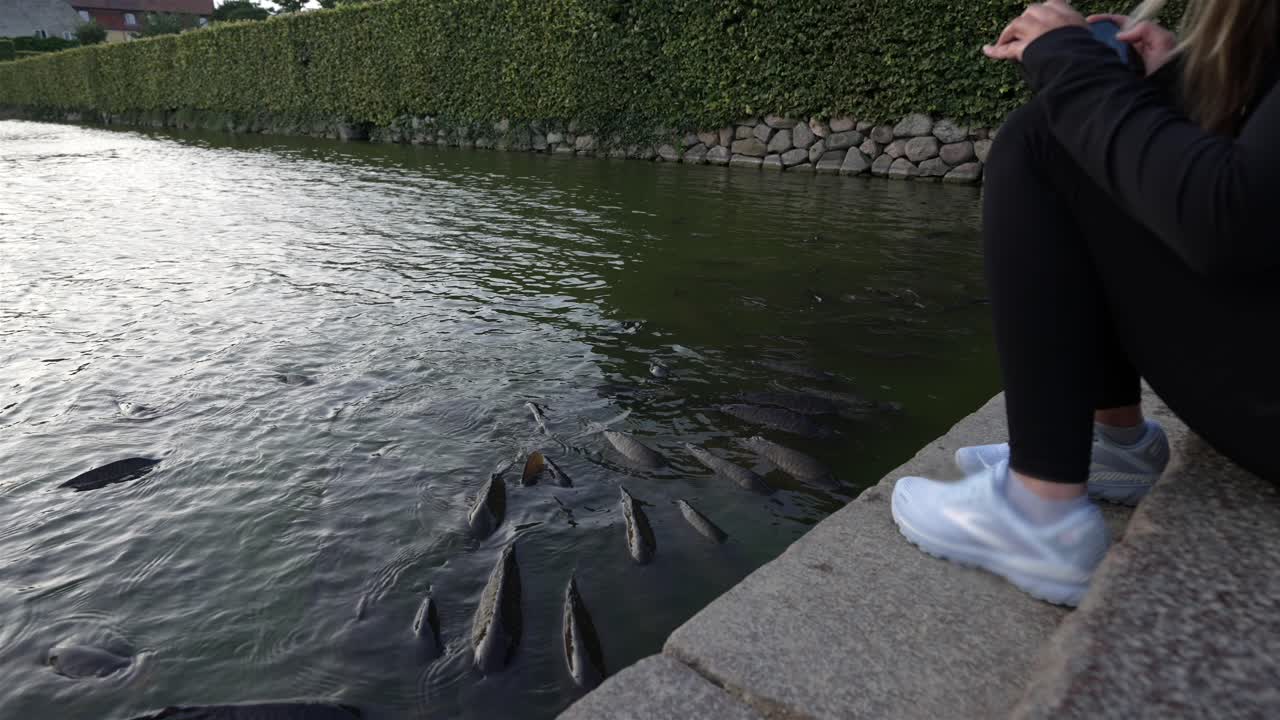 Slow motion of carps swimming in the moat of Rosenborg Castle, Copenhagen, Denmark, at dusk