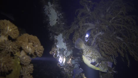 scuba divers diving at night