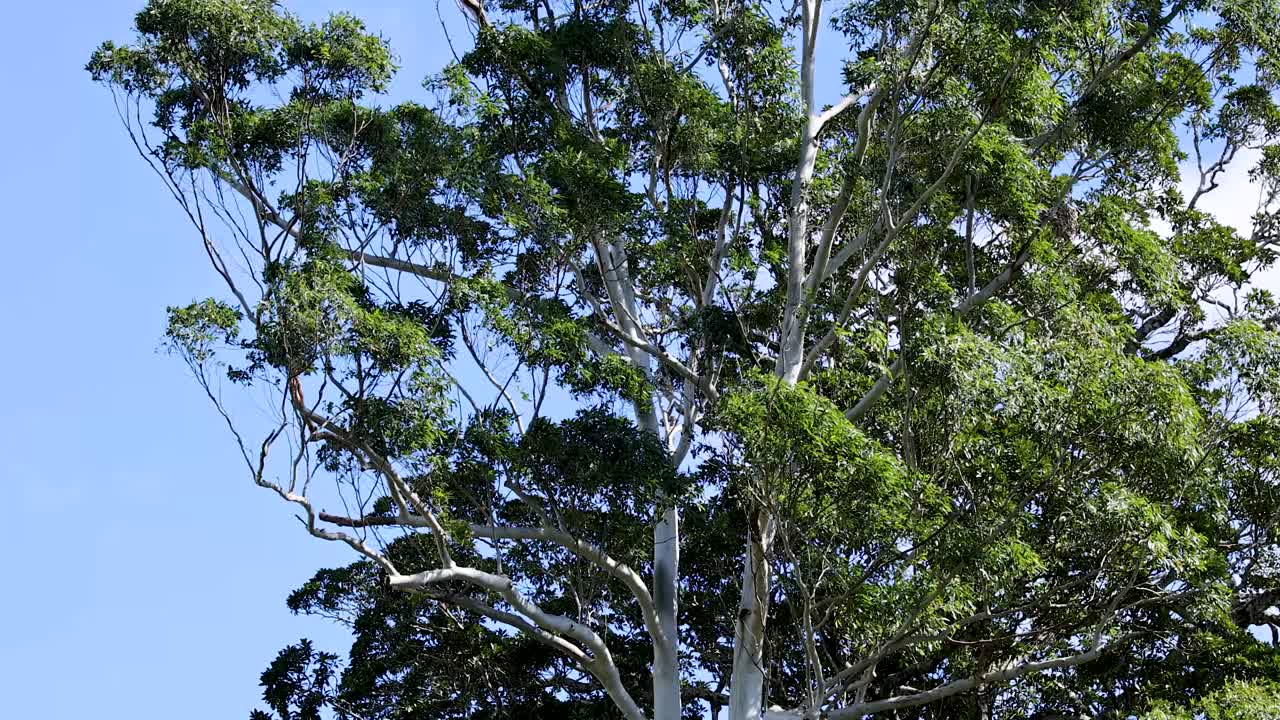 Camera slowly pans upward along tall tree tops, bright daylight, lush green leaves, clear sky