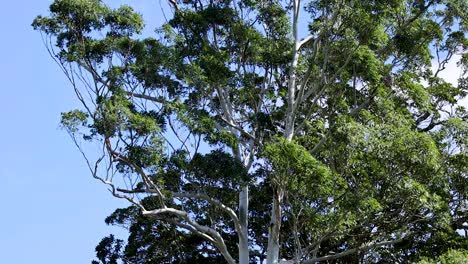camera slowly pans upward along tall tree tops, bright daylight, lush green leaves, clear sky